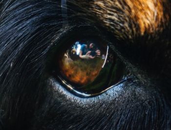 Close-up of dog eye