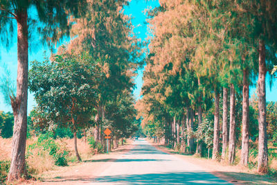 Road amidst trees in forest during autumn