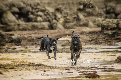 Dogs running in field