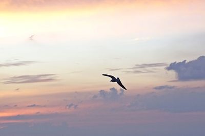 Silhouette bird flying against sky at sunset