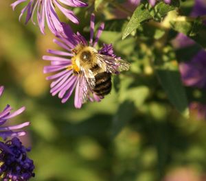 Close-up of bee pollinating on pink flower