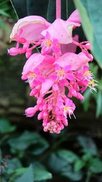 Close-up of pink flowers