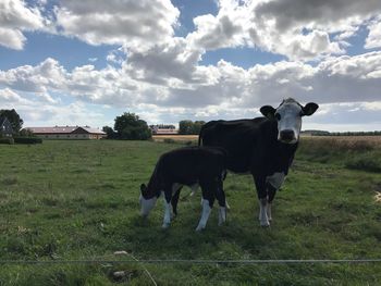 Cows grazing on field against sky