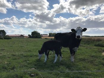 Cattle standing on grassy field against cloudy sky