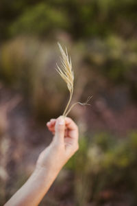 Close-up of hand holding plant