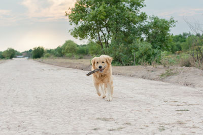 Dog walking on road