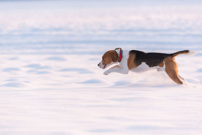 Beagle dog leaps through a snowy field in distance. canine theme.