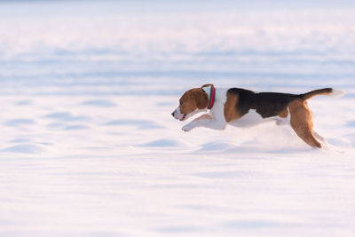 Dog in the sea