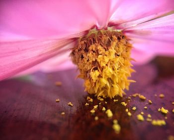 Macro shot of pink flower