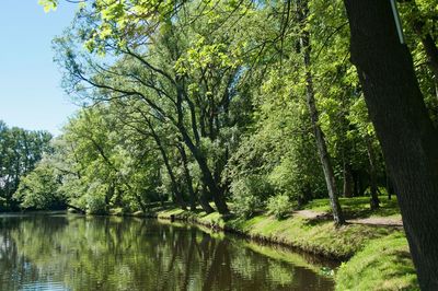 Trees by lake in forest against sky