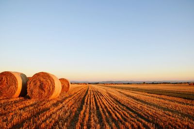 Hay bales on farm against clear sky