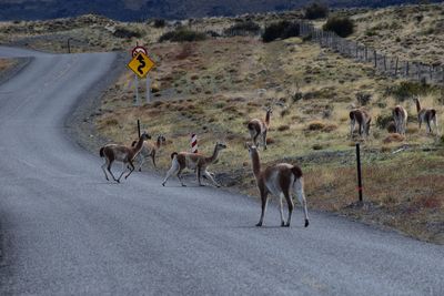 Guanacos, patagonia