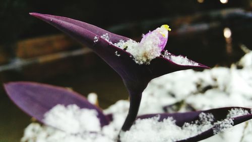 Close-up of water drops on flower