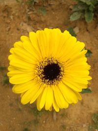 Close-up of yellow flower