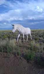 Horse standing in a field