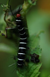 Close-up of insect on leaf