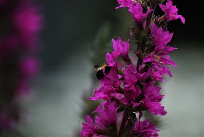 Close-up of bee pollinating on pink flower