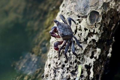 Close-up of lizard on tree trunk