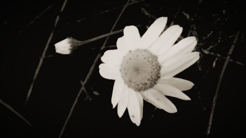 Close-up of flower blooming at night