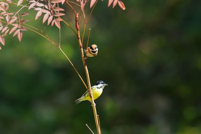 Close-up of bird perching on plant