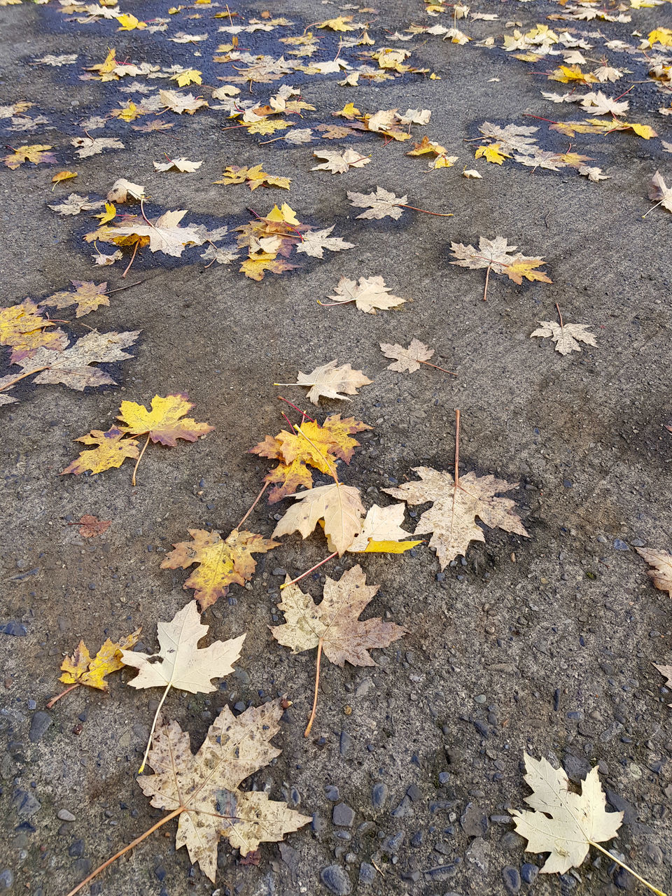 HIGH ANGLE VIEW OF MAPLE LEAVES ON ROAD