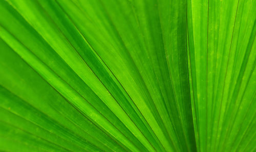 Full frame shot of leaf