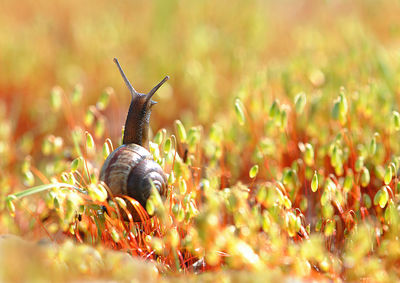 Close-up of snail on field
