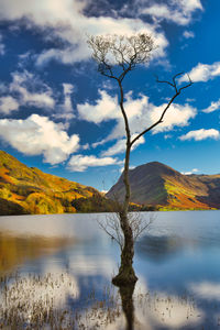 Lone tree at buttermere in the english lake district