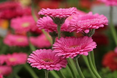 Close-up of pink flowers blooming outdoors