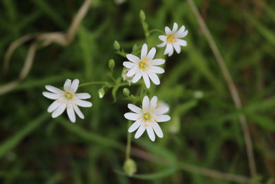 Close-up of white flowering plant