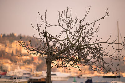 Bare branches against the sky