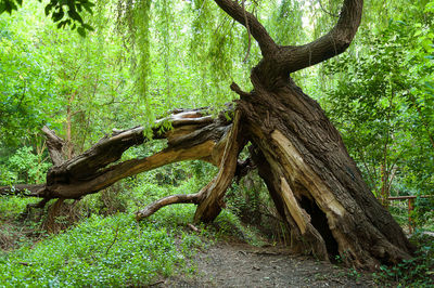 Tree trunk amidst plants in forest