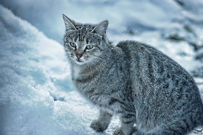 Portrait of cat in snow