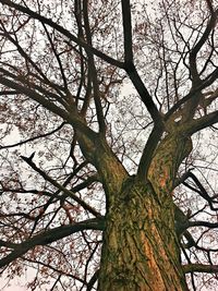 Low angle view of bare tree against sky