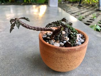 High angle view of potted plant on table