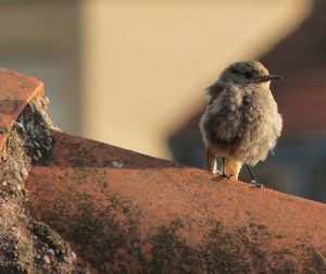 Close-up of bird against wall