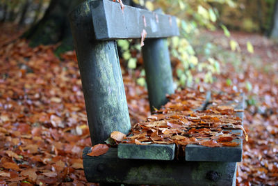 Close-up of fallen tree in forest