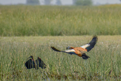 Bird flying over grass on field