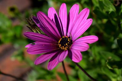 Close-up of pink cosmos flower