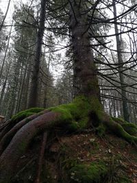 Trees in forest