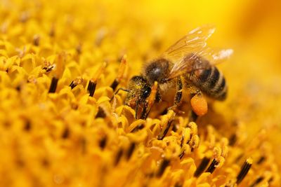 Close-up of bee pollinating on yellow flower