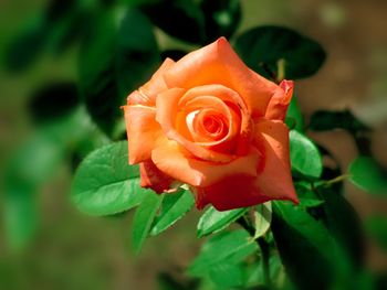 Close-up of rose blooming outdoors