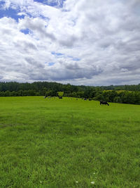 Scenic view of field against sky