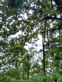 Low angle view of trees by lake against sky