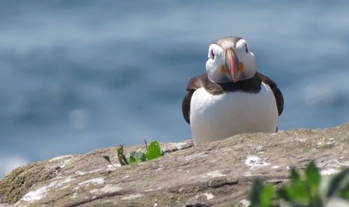 Close-up of bird perching on rock