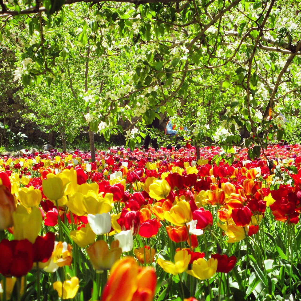 flower, freshness, growth, fragility, beauty in nature, petal, blooming, nature, abundance, tree, tulip, plant, park - man made space, blossom, flower head, multi colored, red, in bloom, flowerbed, pink color