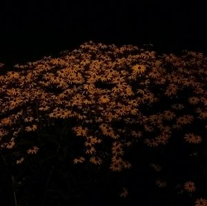 Flowers growing on tree