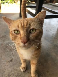 Close-up portrait of ginger cat