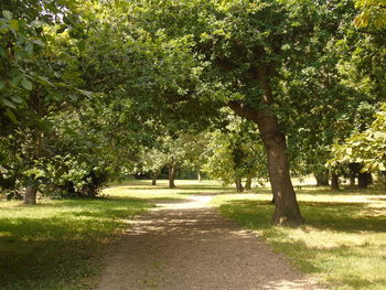 Trees in park