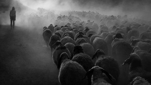 Flock of sheep on field